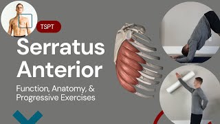 Serratus Anterior Function [upl. by Puritan691]