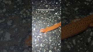 After Stream Bonus Salamanders Red Salamander Spotted Salamander and Gray Treefrog [upl. by Llerret599]