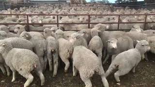 Landseer Park Seconds Merino Woolly Ewe Lambs [upl. by Attah]