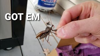 Electrocuting an assassin bug [upl. by Steen]