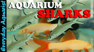 Can You Keep a SHARK in an AQUARIUM 4 Types of Freshwater Shark Fish [upl. by Eniar968]