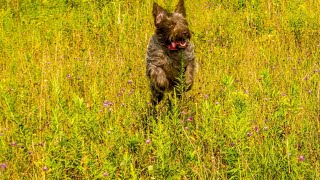 Training Your Wirehaired Pointing Griffon Around Livestock [upl. by Nirrak]