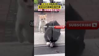 黑猫回家打不开门，被身后的橘猫狂扇巴掌，橘猫：不行我来！橘猫 猫 动物 [upl. by Oratnek]