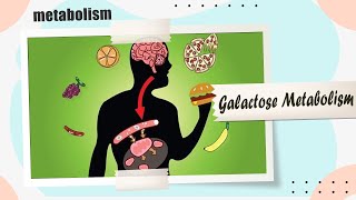 26 Galactose Metabolism amp Galactosemia [upl. by Odab]