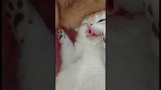 cute baby cats ❤️ shorts cats funny video 01 [upl. by Riva]