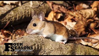 Deer Mice Biology Dangers and Control [upl. by Carberry]