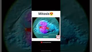 Mitosis cytology short [upl. by Tawney]