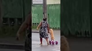 El perrito que pasea su patín 🐶 viralvideo [upl. by Ruomyes]