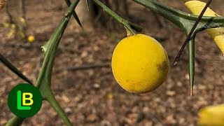 Sibirski limun Poncirus trifoliata uspeva i na 25 stepeni [upl. by Llejk284]