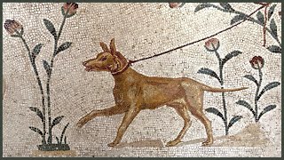 Do Roman dog breeds still exist [upl. by Stuart]