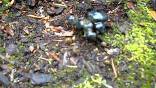 Heavily bruised Psilocybe baeocystis [upl. by Emmye]