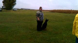 Practice Schutzhund BH pattern [upl. by Shanda]