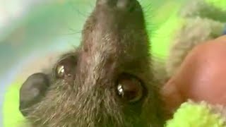 Baby flyingfoxes in care Maggie with Convo Miss Wolf Titus amp Fortissimo [upl. by Inalawi]