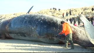 Whale explodes in mans face  February 2014 [upl. by Nairbal]