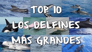 TOP 10 Delfines Más Grandes Del Mundo [upl. by Lyrehc]