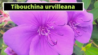 Tibouchina urvilleana Princess Flower [upl. by Ynavoeg]