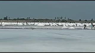 Locals mining salt at the sacred Yomo mi in Ada Songor Lagoon Songor Our Inheritance Our Future [upl. by Rojam]