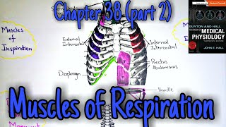 Muscles of respiration  chapter 38 part 2 Guyton and Hall text book of physiology [upl. by Able]