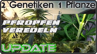 🍁EXPERIMENT🍁 1 Pflanze mehrere Sorten Cannabis Klappt das Fehler amp Erkenntnisse Pfropfen Update 2 [upl. by Nyrek]