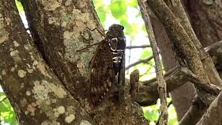 沖縄のセミ リュウキュウアブラゼミ Graptopsaltria bimaculata セミの鳴き声 このセミが鳴くと夏の始まりって感じ [upl. by Chic]