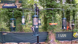 LIVE  Birds Baths amp Beyond Bird Watching amp Chorus Nature Wildlife Water amp Wind Chimes [upl. by Yeoz]