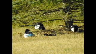 Nikon camera capture Magpie preening [upl. by Thaine891]