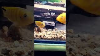 mbunacichlidsmbunafish aquascape viralvideo trending shorts mostpopular reels [upl. by Chip914]