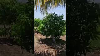 Ready farm house sell karvanu che 4 acer jagya fully location and fully developed rajkot to 45 km [upl. by Kane]