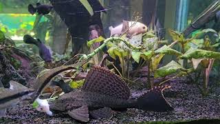 Fish Aquarium Black molly Angelfish Goldfish Pterygoplichthys gibbiceps Reedfish [upl. by Rann]