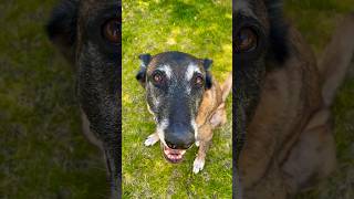 Finding Muscle ￼with K9 searchdog malinois workingdog [upl. by Aniryt202]