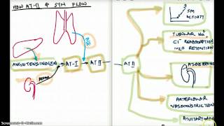 How Angiotensin 2 increases Sym Activity [upl. by Henriette652]