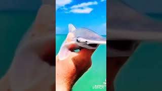 Hammerhead Shark 🦈🐬 amazingfacts hammerheadshark sharkscience shark ytshorts shortvideo [upl. by Vetter]