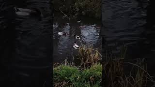 New DUCKS at the Pond [upl. by Sirapal]