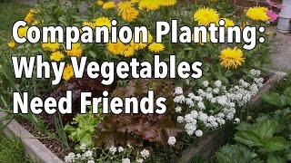 The Complete Guide to Companion Planting [upl. by Abercromby]