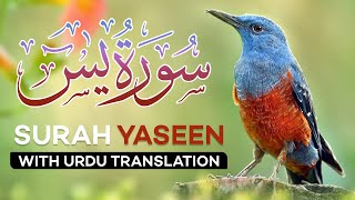 Surah Yasin  Yaseen  with Urdu Translation  Quran Tilawat Beautiful Voice  Hindi Tarjuma [upl. by Suolkcin943]