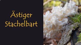 Ästiger Stachelbart  Der Wunderheiler der alten Wälder  mit Martin Maschka [upl. by Curren]