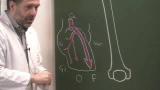 MI 8 Vascularisation de la cuisse et du genou Vascularization of the thigh and knee [upl. by Mountford61]