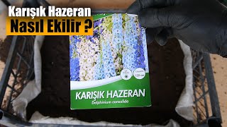 Hazeran çiçeği nasıl ekilir  Karışık hazeran tohumu nasıl ekilir  Çiçek nasıl ekilir [upl. by Ahtimat256]