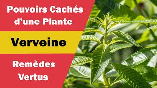 Verveine  Bienfaits Magiques et Usages agréables [upl. by Isbel]