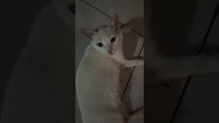 esgalamida salami fyy funny humor vaiprofycaramba cats gatos [upl. by Nyleek435]