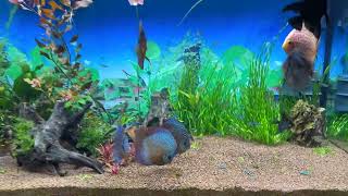 Discus fish spawning in a community aquarium [upl. by Jovitta549]