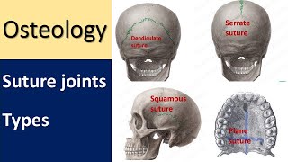 Anatomy of Suture joint l Types l Skull sutureremoval skullanatomy articulation [upl. by Irelav]