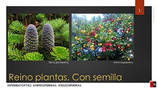 Reino plantas Con semilla Espermatofitas Gimnospermas Angiospermas [upl. by Ikik]