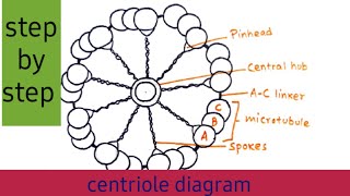 How to Draw Centriole Easy Centriole Diagram Step by StepCentriole drawing simple [upl. by Anelah]