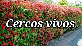 Plantas para cerco vivo  Parte 2  Arbustos para cerco vivo cierres perimetrales [upl. by Arsuy]