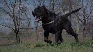 Black Presa Canario male [upl. by Kerat363]