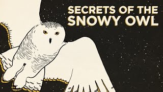 Secrets Of The Snowy Owl  NPRs SKUNK BEAR [upl. by Emrich872]