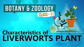 Characteristics of Liverworts Plant  Kingdom Plantae  Biology Class 11 [upl. by Marybella]