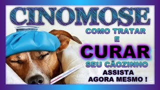 Como tratar e curar cinomose assista esse depoimento real de cura de mais um cãozinho [upl. by Martelli131]