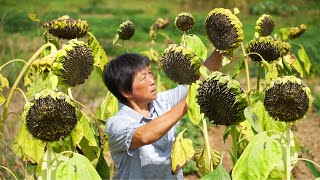 向日葵太美，葵花籽太香，阿嬷香卤日晒盐炒传统五香瓜子Sunflower【闽湖阿嬷Fujian Grandma】 [upl. by Galanti53]